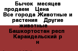 Бычок 6месяцев продаем › Цена ­ 20 000 - Все города Животные и растения » Другие животные   . Башкортостан респ.,Караидельский р-н